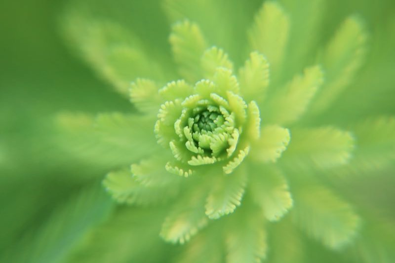 水生植物应用技术